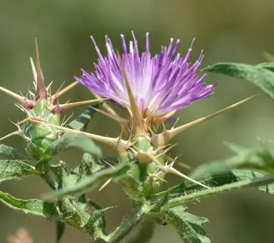 Centaurea calcitrapa L.
