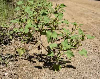 Xanthium strumarium L.