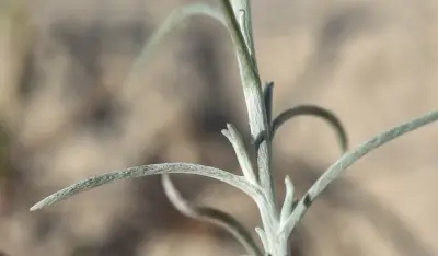 Gamochaeta filaginea (DC.) Cabrera