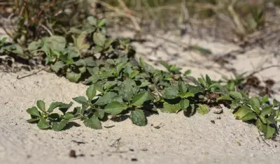 Acanthospermum australe (Loefl.) Kuntze