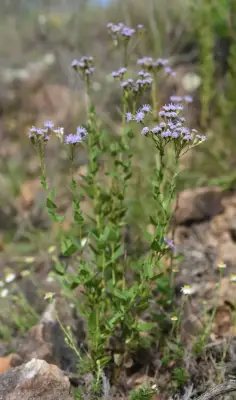 Chromolaena hirsuta (Hook. & Arn.) R.M.King & H.Rob.