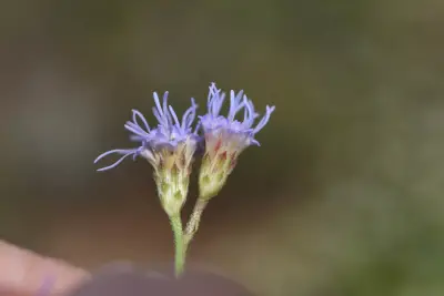 Chromolaena hirsuta (Hook. & Arn.) R.M.King & H.Rob.