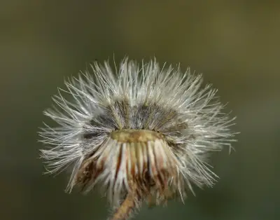 Sommerfeltia spinulosa (Spreng.) Less.