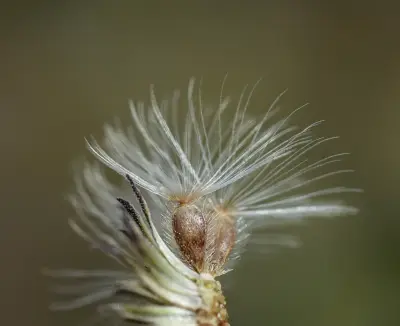 Sommerfeltia spinulosa (Spreng.) Less.