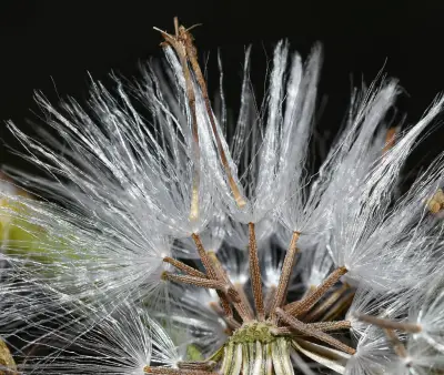 Senecio platensis Arechav.