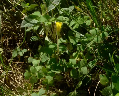Oxalis conorrhiza Jacq.