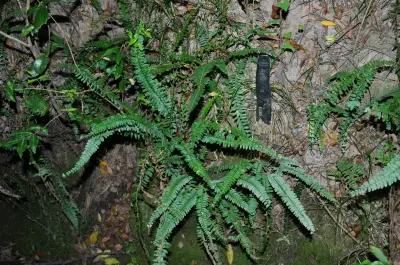 Asplenium sellowianum (Hieron.) Hieron.