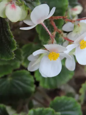 Begonia subvillosa Klotzsch
