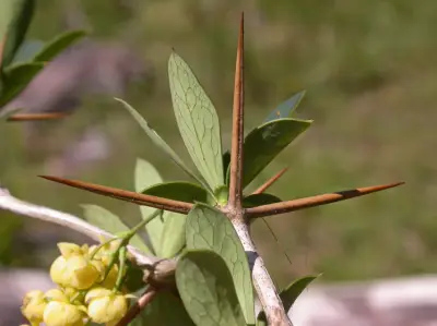 Berberis laurina Thunb.
