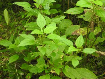 Boehmeria cylindrica (L.) Sw.
