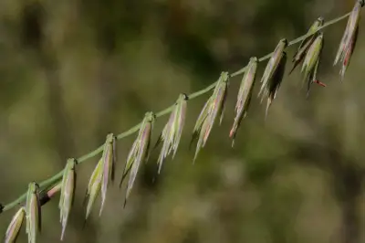 Bouteloua curtipendula var. caespitosa Gould & Kapadia