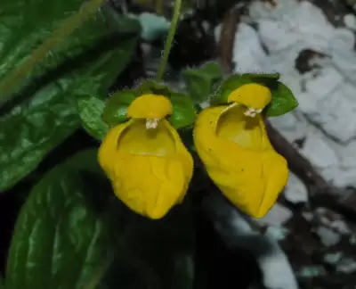 Calceolaria parviflora Gillies ex Benth.