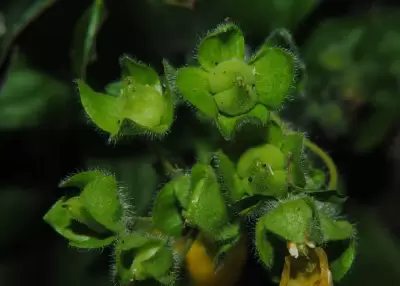 Calceolaria parviflora Gillies ex Benth.