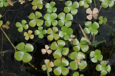 Marsilea ancylopoda A.Braun