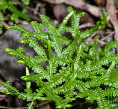 Selaginella marginata (Humb. & Bonpl. ex Willd.) Spring