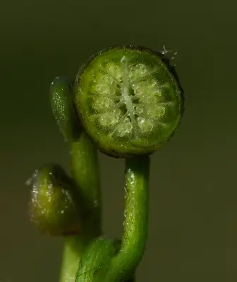 Regnellidium diphyllum Lindm.