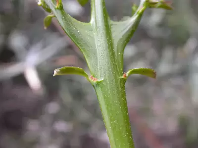 Colletia paradoxa (Spreng.) Escal.