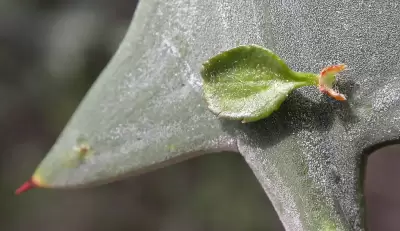 Colletia paradoxa (Spreng.) Escal.