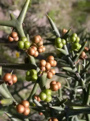 Colletia spinosissima J.F.Gmel.