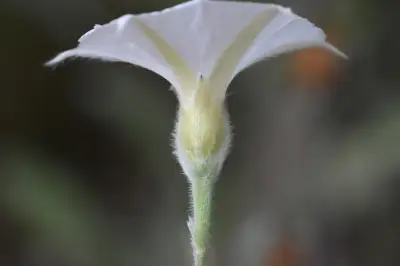 Convolvulus hermanniae L'Hér.