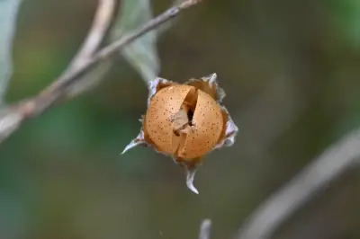 Convolvulus hermanniae L'Hér.