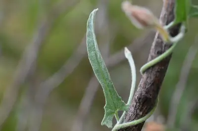 Convolvulus hermanniae L'Hér.