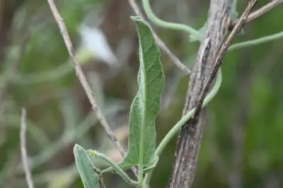Convolvulus hermanniae L'Hér.