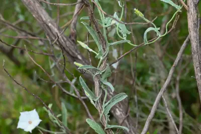Convolvulus hermanniae L'Hér.