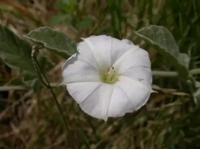 Convolvulus hermanniae L'Hér.