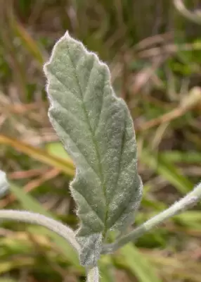 Convolvulus hermanniae L'Hér.