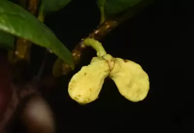 Annona maritima (Záchia) H.Rainer