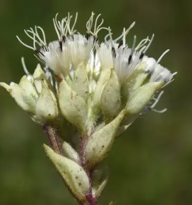 Mikania involucrata Hook. & Arn.