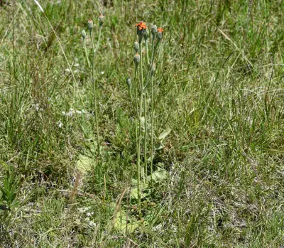 Criscia stricta (Spreng.) Katinas