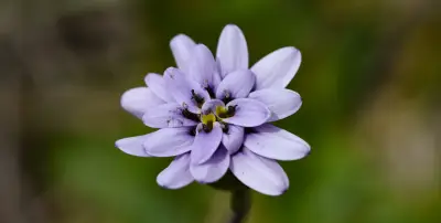 Perezia squarrosa subsp. squarrosa