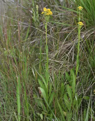 Leptostelma tweediei (Hook. & Arn.) D.J.N.Hind & G.L.Nesom