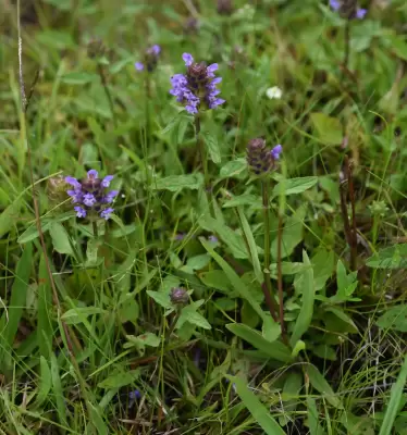 Prunella vulgaris L.