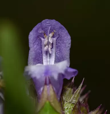Prunella vulgaris L.