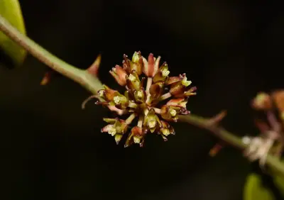 Smilax campestris Griseb.