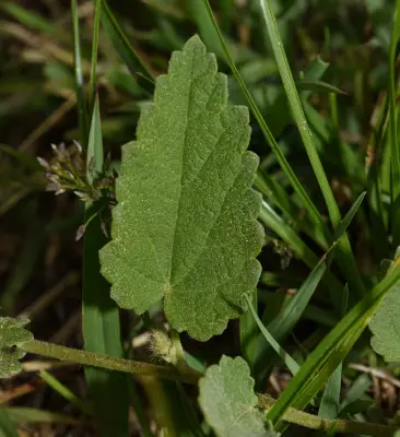 Krapovickasia flavescens (Cav.) Fryxell