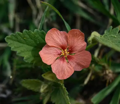 Krapovickasia flavescens (Cav.) Fryxell