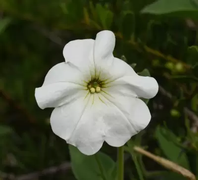 Petunia axillaris subsp. axillaris