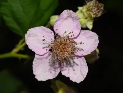 Rubus ulmifolius Schott