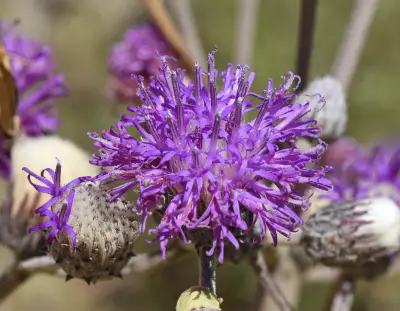 Chrysolaena flexuosa (Sims) H.Rob.