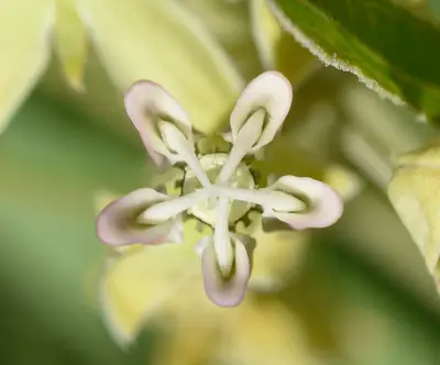 Asclepias mellodora A.St.-Hil.