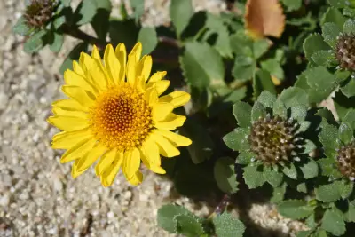 Grindelia orientalis Adr.Bartoli, Tortosa & G.H.Rua