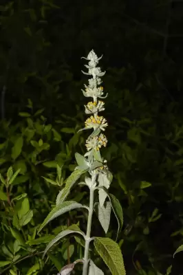 Buddleja stachyoides Cham. & Schltdl.