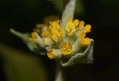 Buddleja stachyoides Cham. & Schltdl.
