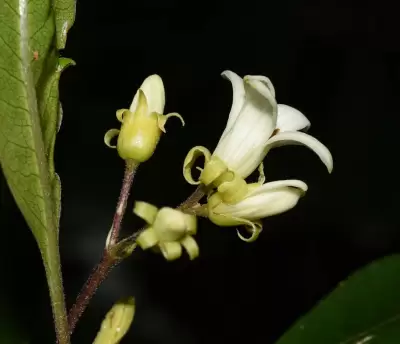 Pittosporum undulatum Vent.