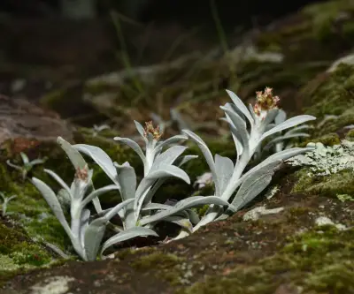 Gamochaeta stachydifolia (Lam.) Cabrera