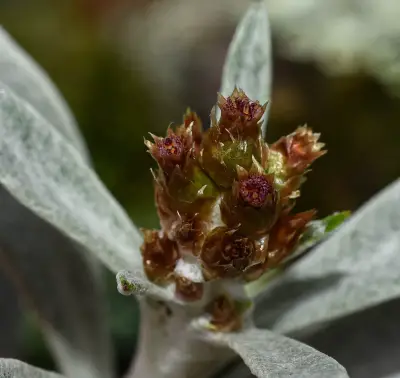 Gamochaeta stachydifolia (Lam.) Cabrera
